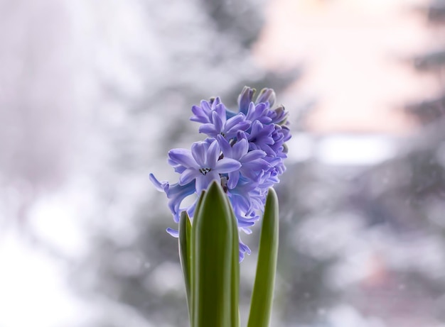 Violet hyacint bloeiende bloemen in pot