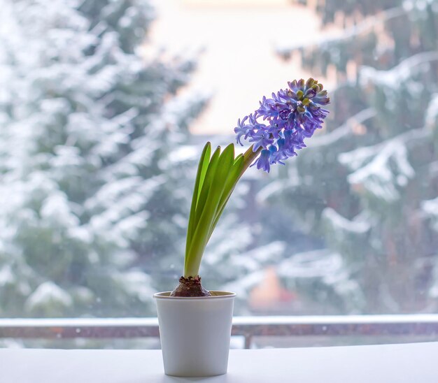 Violet hyacinth blooming flowers in pot