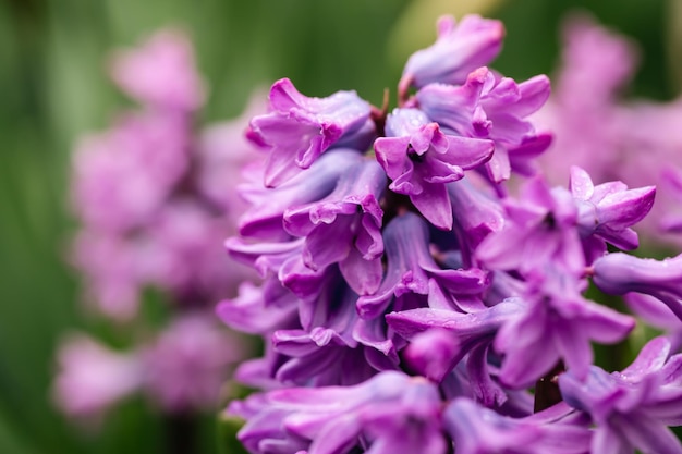 Photo violet hyacinth blooms in the garden close up