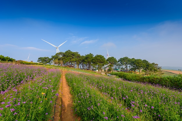 Violet ijzerkruid bloemen op onscherpe achtergrond met windturbine en zonneschijn in de ochtend