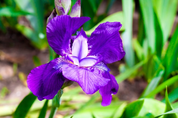 Violet iris bloem close-up op groene tuin oppervlak in zonnige dag