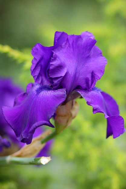 Foto iris viola fiorisce in giardino fiore di iris in fiore su uno sfondo sfocato