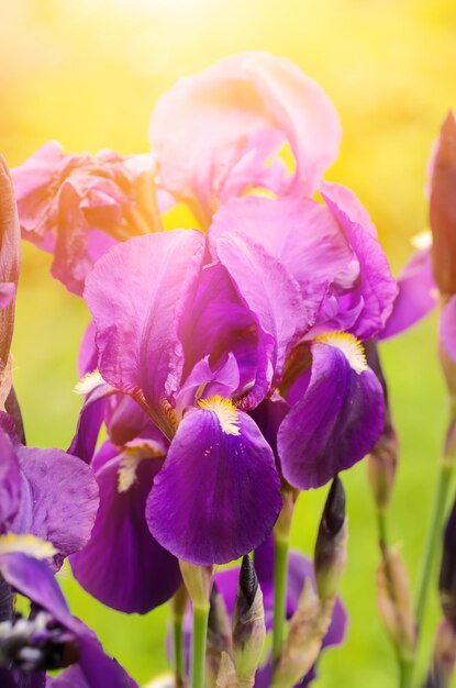 自然の中で成長する紫のアイリスの花夏の季節の花の日当たりの良い背景