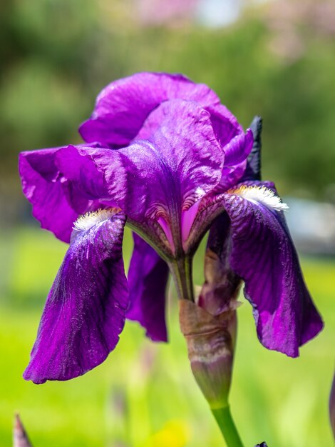 Violet iris flowers Closeup on blurredgreen garden blackground. Blue and violet iris flowersare growing in garden