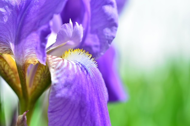 Violet iris flowers closeup on green garden background. Sunny day.