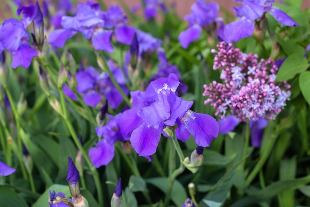 Violet iris flowers on a flower bed in the park