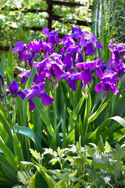 Violet iris flowers on flowerbed