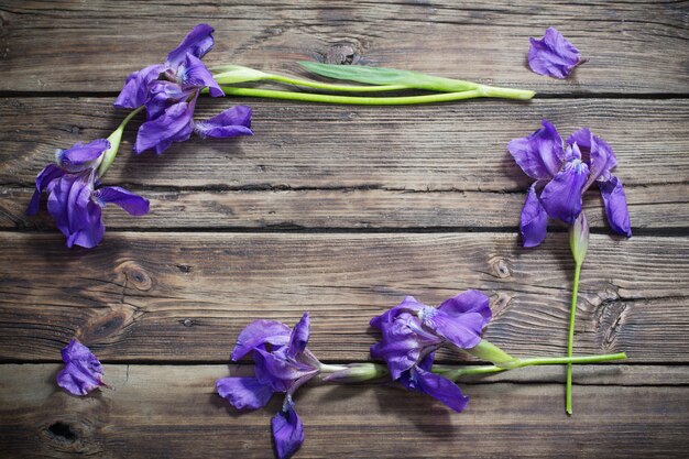 Violet iris on old dark wooden background