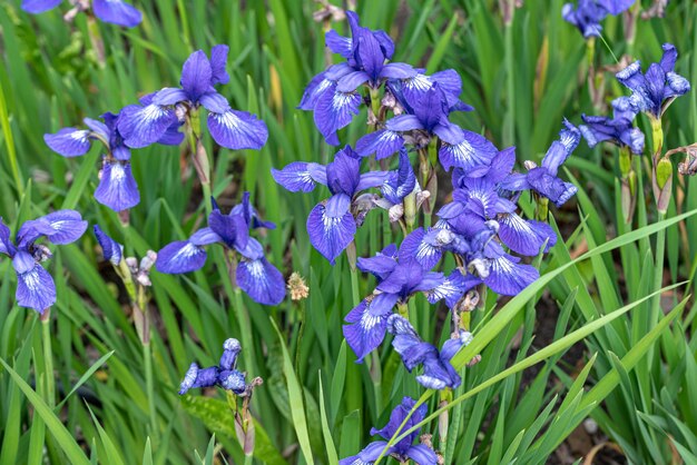 фиолетовый цветок Iris spuria