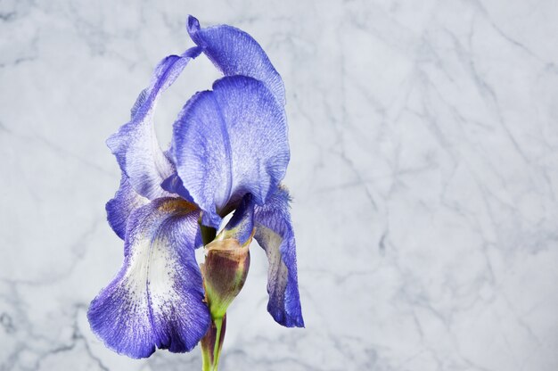 사진 대리석에 보라색 irise