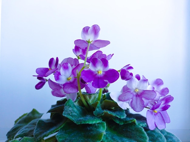 Violet is zelfgemaakte bloem in pot