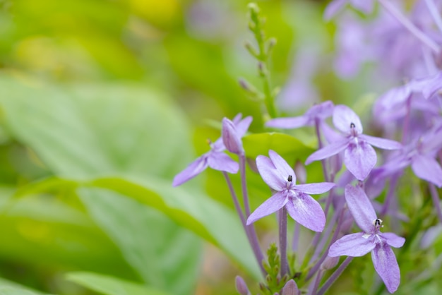 보라색 아이 소라 또는 Pseuderanthemum andersonii Lindau