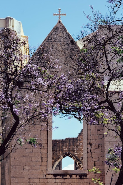 Violet jacaranda tree in front of Carmo Church in Lisbon Portugal