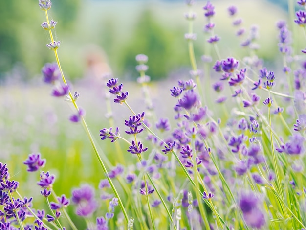 夏の日差しに咲く紫のラベンダー畑。フランス、プロヴァンスのライラックの花の海の風景。フランスのプロヴァンスの香りの花の束。アロマセラピー。自然化粧品。園芸。