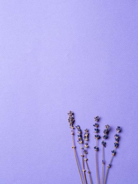 Фиолетовые цветы лаванды на ярко-фиолетовом фоне