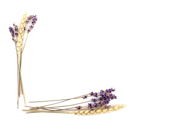 Violet lavender flowers and rye arranged on white background