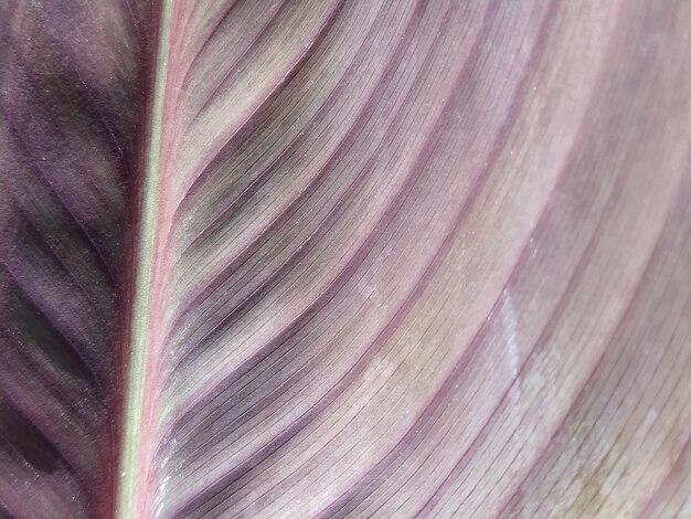 Violet lila blad close-up Tropische plant als natuurlijke achtergrond Strepen en krassen