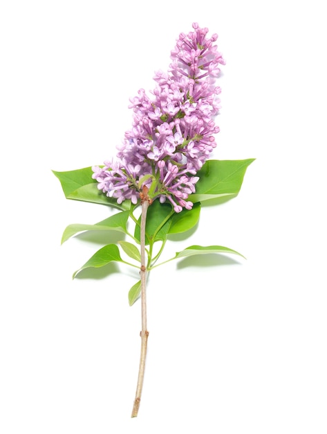 Violet lilac branch isolated