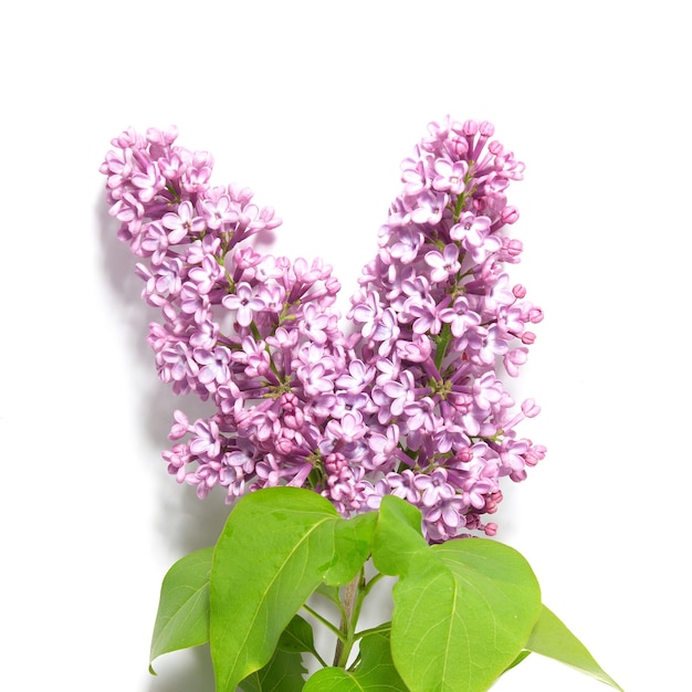 Violet lilac branch isolated