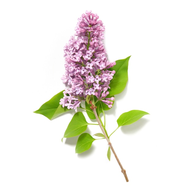 Violet lilac branch isolated