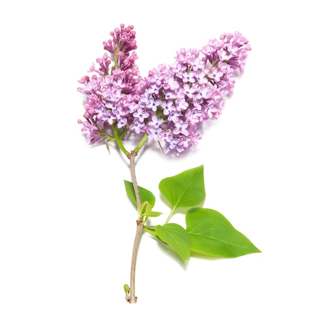 Violet lilac branch isolated