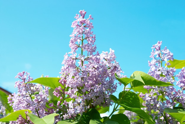 Violet lilac branch with blue sky