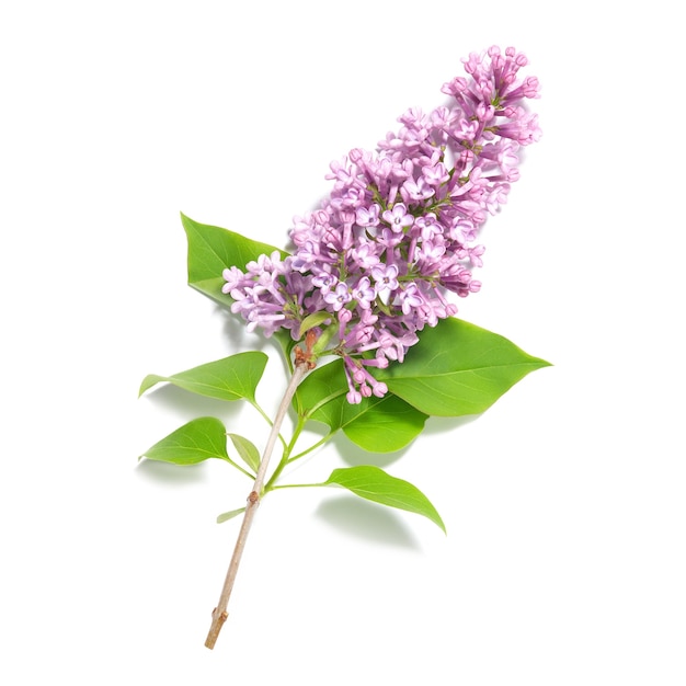 Violet lilac flowers branch isolated on white background