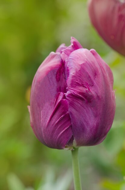 紫のライラックチューリップのクローズアップ紫の二重牡丹の花のチューリップ