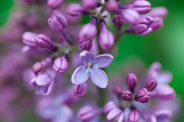 紫のユリの花。美しさ。