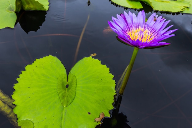 Violet lotus bloem close-up