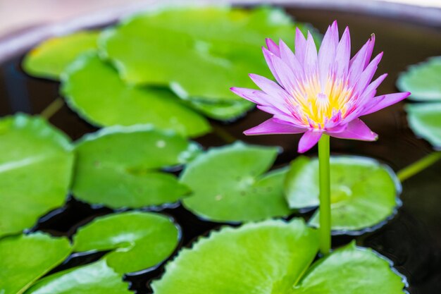 Violet Lotus blooming with green leaf in pond