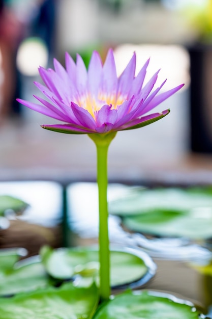 Loto viola che fiorisce con foglia verde in stagno