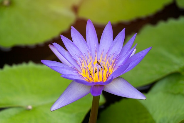 Violet lotus in the pond