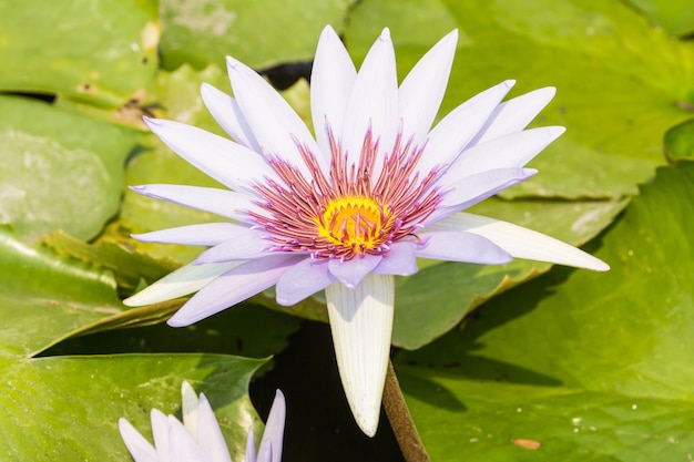 Foto loto viola nell'acqua, tailandia