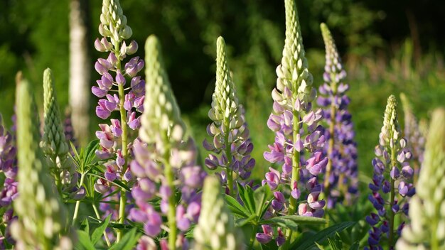 芝生に咲く紫のルピナス野花牧草地花の風景紫のルピナスの花