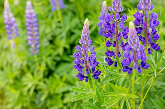 Violet lupines flowering in the meadowfield of lupine plant violet purple flowers colorful bunch of summer june flowers on garden background food source ornamental plant