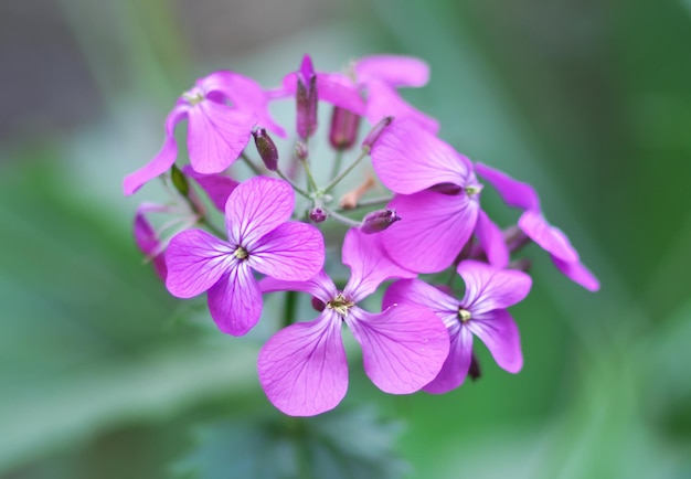 Violet macro flower