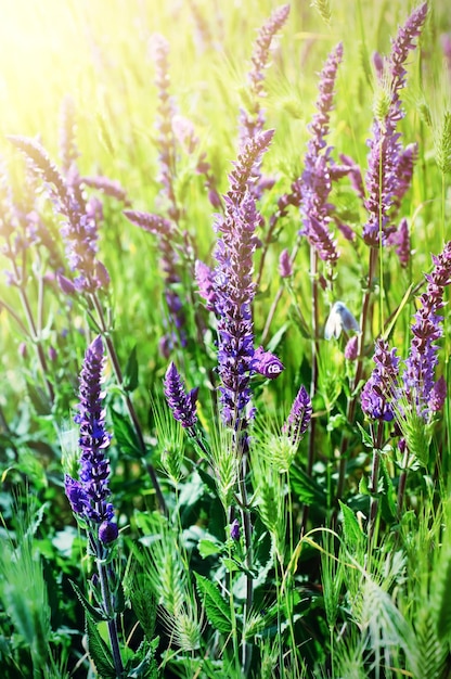 Violet meadow flower