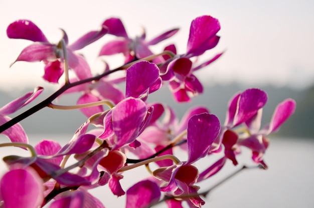 庭の紫の蘭の花