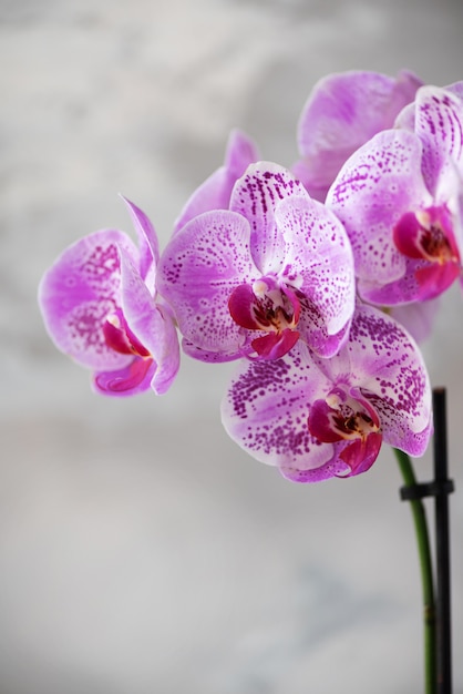 Violet orchid on grey concrete background