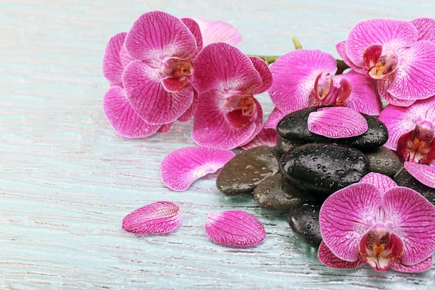 Violet orchidee en zen stenen close-up