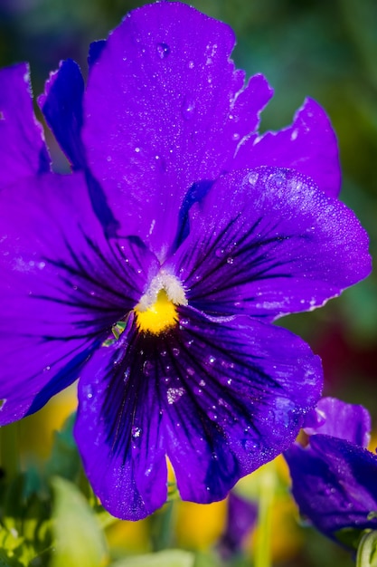 Фиолетовый цветок анютины глазки