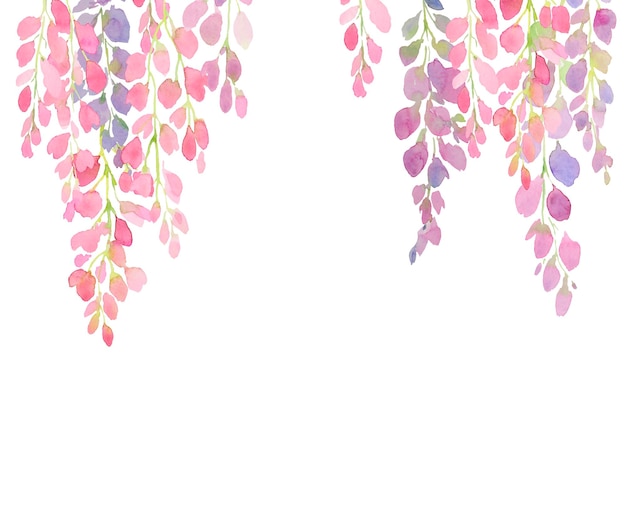 Violet and pink wisteria flowers watercolor hand painting on white background