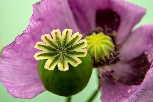 緑の自然な花の紫のポピーとポピーボックス