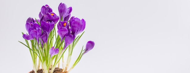 Photo violet potted crocus. isolated. spring women's day march 8 postcard banner