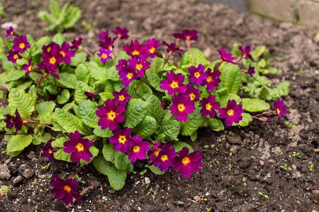 Violet primrose bloomed in the spring on the garden plot