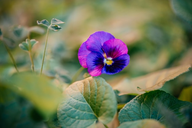 Violet purple pansy flower blooming in the garden with a blurred green background in spring selectiv