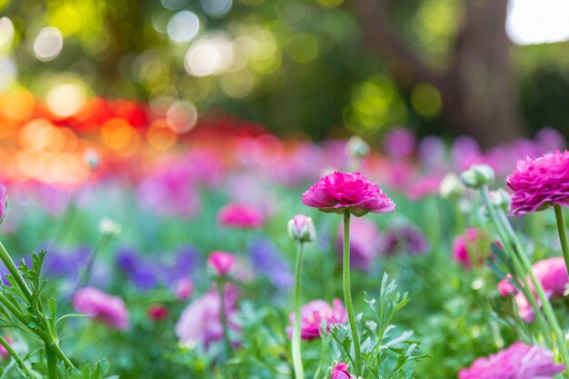 Violet Ranunculus in de tuin