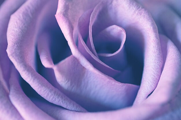 Violet rose close up