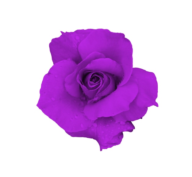 Violet rose closeup isolated on white background